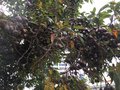 vignette Wellington, Corymbia ficifolia