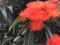 vignette Wellington, Corymbia ficifolia
