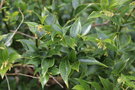 vignette Sarcococca ruscifolia