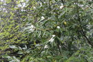 vignette Magnolia floribunda