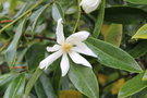 vignette Magnolia floribunda