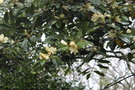 vignette Magnolia cv. 300