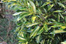 vignette Lithocarpus edulis 'Starburst'