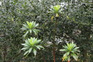 vignette Euphorbia stygiana ssp. santamariae