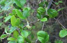 vignette Cercocarpus betuloides / Rosaceae / Orégon et Californie