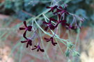 vignette Pelargonium sidoides