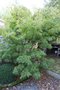 vignette Acer palmatum 'Scolopendrifolium'
