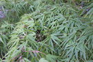 vignette Acer palmatum 'Scolopendrifolium'