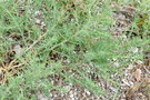 vignette Salsola australis