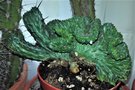 vignette Euphorbia enopla 'Cristata'