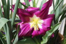 vignette Tulipa cv.