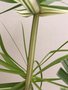 vignette Cyperus alternifolius 'variegata' - Papyrus panach