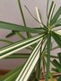 vignette Cyperus alternifolius 'variegata' - Papyrus panach