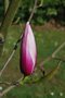 vignette Magnolia cv. (M. sprengeri var. diva  X  M.  x soulangeana 'Picture')