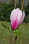 vignette Magnolia cv. (M. sprengeri var. diva  X  M.  x soulangeana 'Picture')