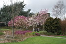 vignette Magnolia (Nantes, Parc Floral de La Beaujoire en 2019)