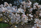 vignette Magnolia sprengeri var. diva 'Kln'