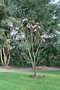 vignette Magnolia campbellii var. mollicomata 'Lanhydrock'