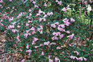 vignette Rhododendron 'Seta'