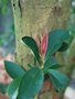 vignette Photinia bodinieri / Rosaceae / Chine