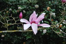 vignette Magnolia 'Early Rose'