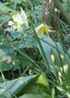vignette Erythronium dens-canis / Erythronium americanum ,