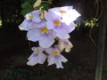 vignette Thunbergia grandiflora