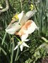vignette Narcissus 'Replete' (Double Daffodil)