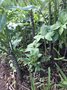 vignette Dracunculus vulgaris (tige blanche)
