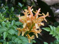 vignette Tecomaria capensis Apricot, Sri Lanka