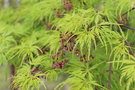 vignette Acer palmatum var. dissectum 'Seiryu'