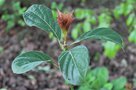 vignette Nothaphoebe cavaleriei /Lauraceae /