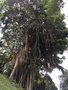 vignette Ficus kurzii   Fort Canning Park