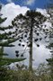 vignette Araucaria bidwillii / Araucariaceae / Est Australie