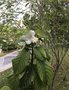 vignette Singapour - Fort Canning Park - Beaumontia grandiflora