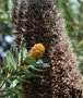 vignette Banksia praemorsa / Proteaceae / Cte ouest Australie