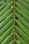 vignette Archontophoenix cunninghamiana / Arecaceae / Est Australie