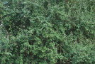 vignette Crinodendron patagua / Elaeocarpaceae / Chili
