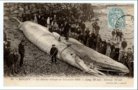 vignette Carte postale ancienne - Roscoff, la baleine échouée en décembre 1904
