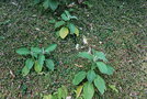 vignette Persicaria capitata & Solanum mauritianum