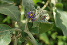 vignette Solanum mauritianum