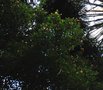vignette Syzygium jambos / Myrtaceae / Inde  Malaisie