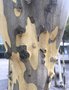vignette Libidibia ferrea = Caesalpinia ferrea - Leopard Tree