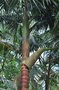 vignette Archontophoenix cunninghamiana / Arecaceae / Est Australie