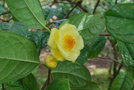 vignette Camellia nitidissima / Theaceae / Nord Guangxi & Vietnam