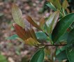 vignette Camellia synaptica / Theaceae / Centre Sichuan, nord-est Yunnan & Ouest Hunan