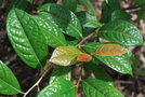 vignette Camellia nitidissima var. microcarpa / Theaceae / Guangxi