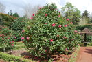 vignette Camellia reticulata 'Pavlova'   (AUS 1967)