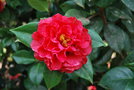 vignette Camellia reticulata 'Miss Tulare'   (USA 1973)