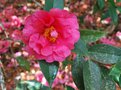 vignette Camellia reticulata 'Captain Rawes'   (Chine 1820)